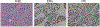Fig 5.