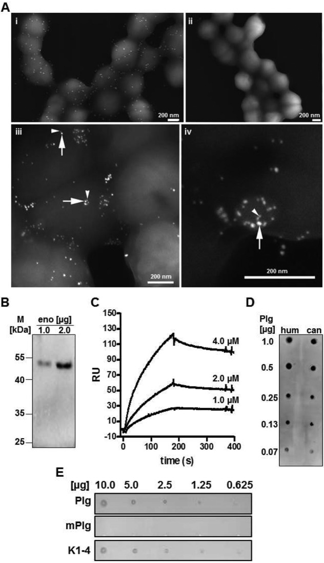 FIG 2