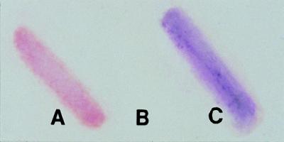 FIG. 1