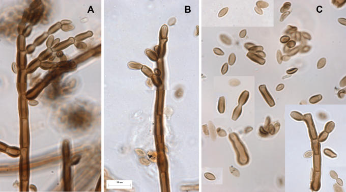 Fig. 3.