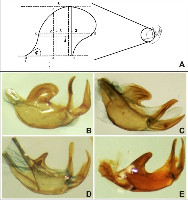 Fig 1