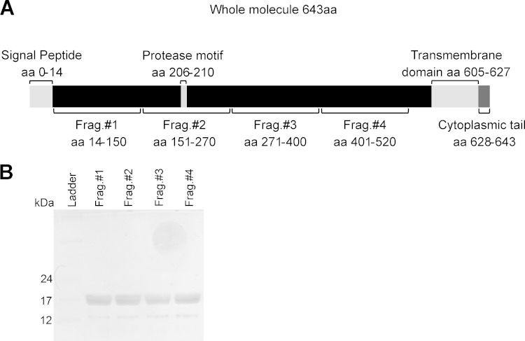 FIG 1