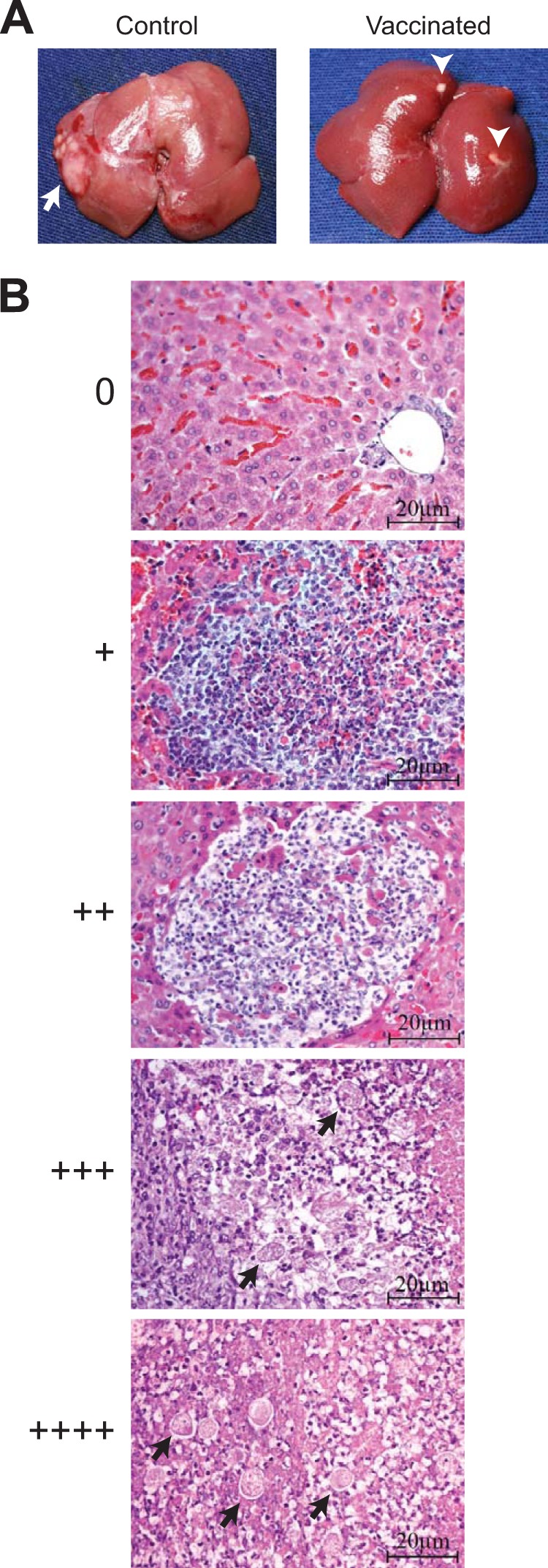 FIG 3