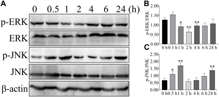 FIGURE 3