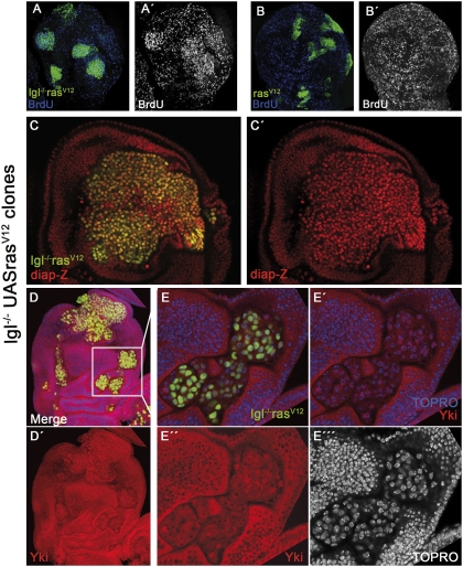 Fig. 2.