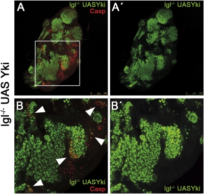 Fig. 4.