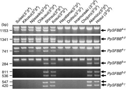 Figure 4.—