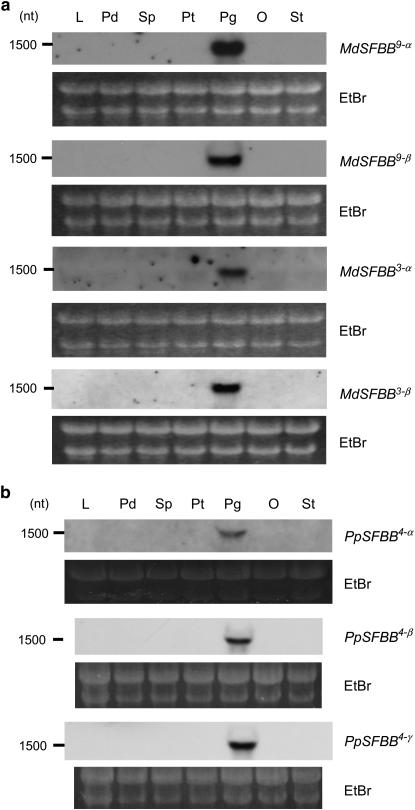 Figure 6.—