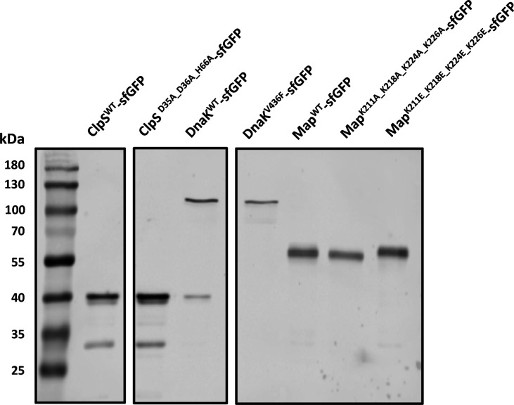 Figure 1—figure supplement 9.