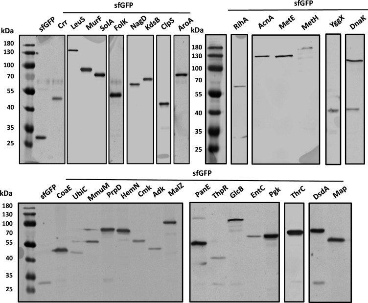 Figure 1—figure supplement 1.