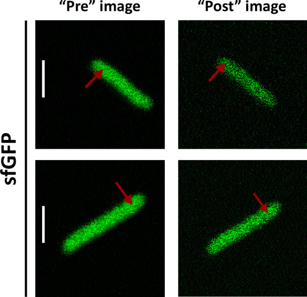 Appendix 2—figure 1.