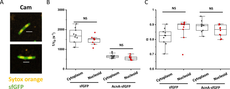 Figure 5—figure supplement 5.