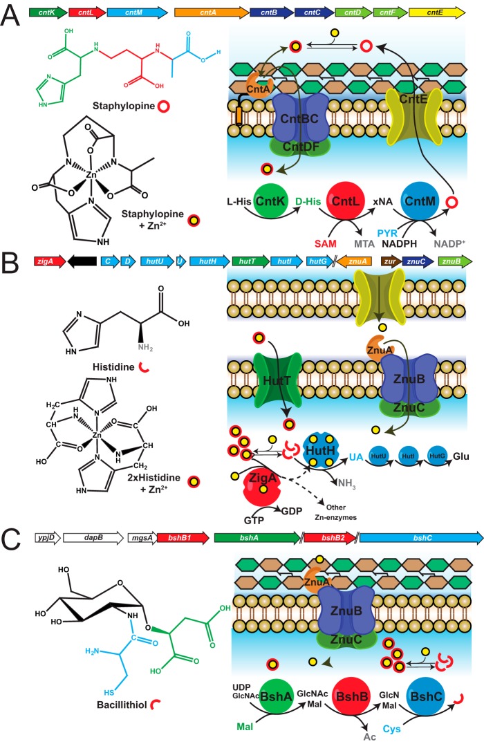 FIGURE 4.