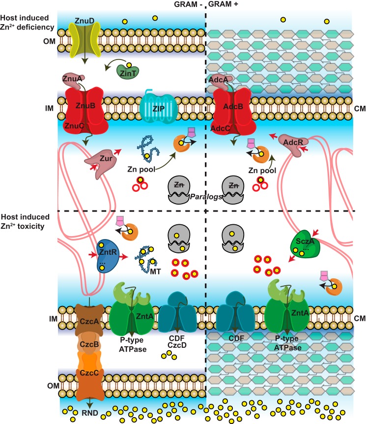 FIGURE 1.