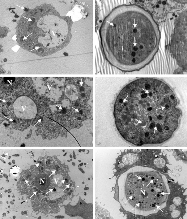 Fig. 5.