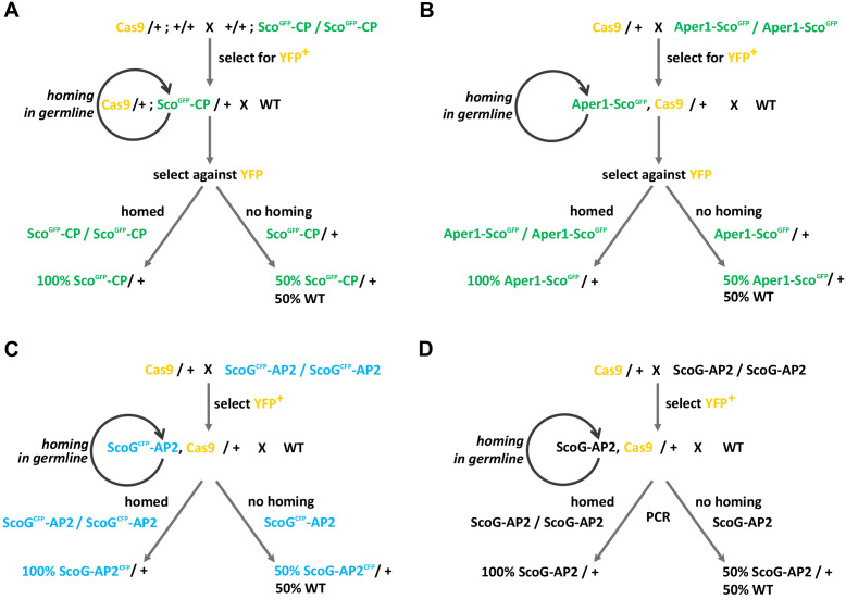 Figure 6—figure supplement 1.