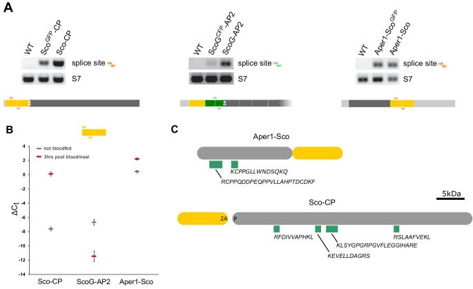 Figure 3—figure supplement 1.