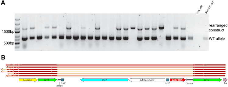 Figure 6—figure supplement 2.