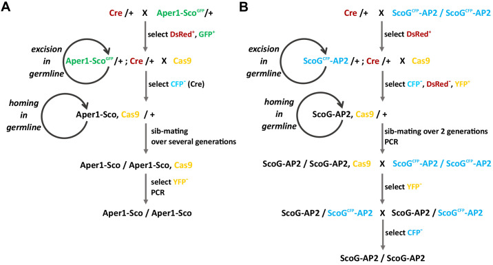 Figure 2—figure supplement 1.