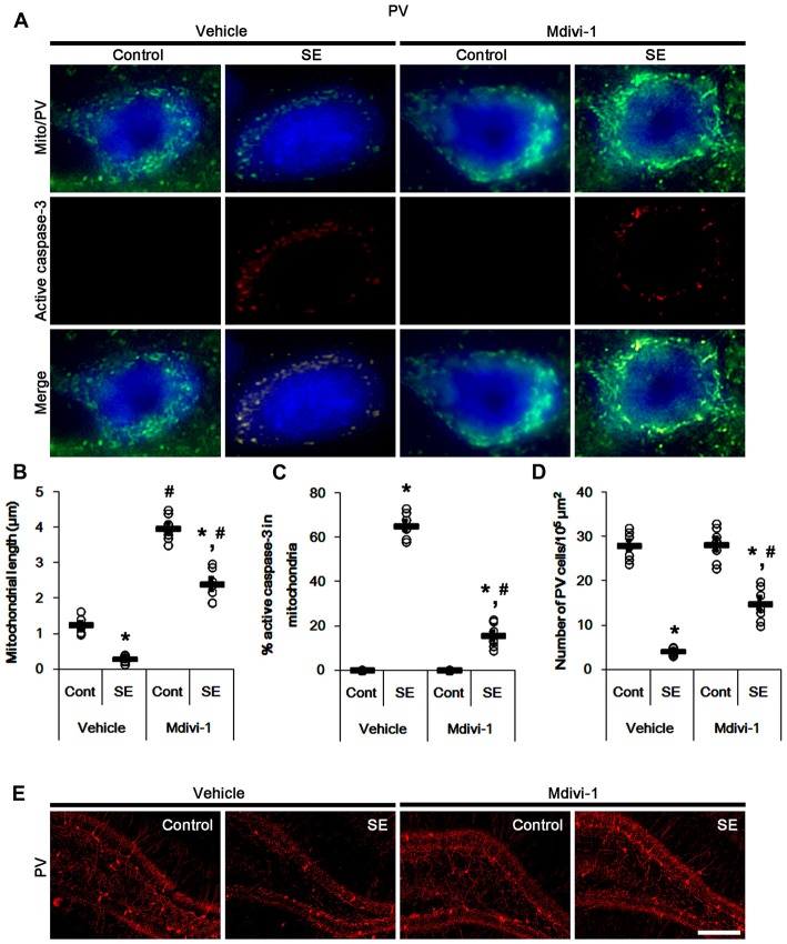 Differential Roles Of Mitochondrial Translocation Of Active Caspase-3 