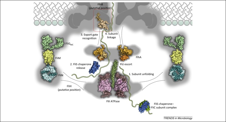 Figure 2