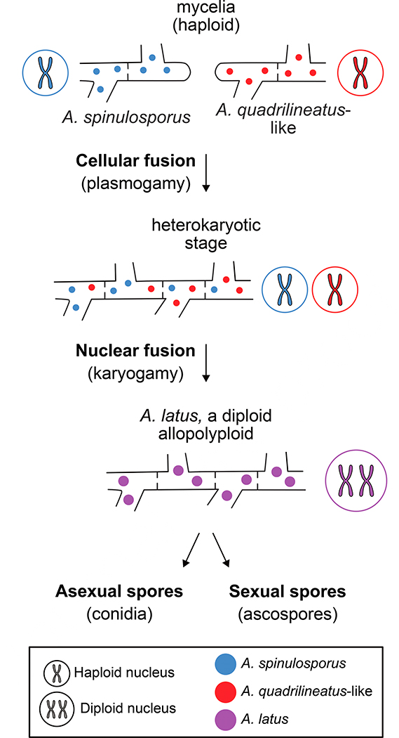 Figure 4.