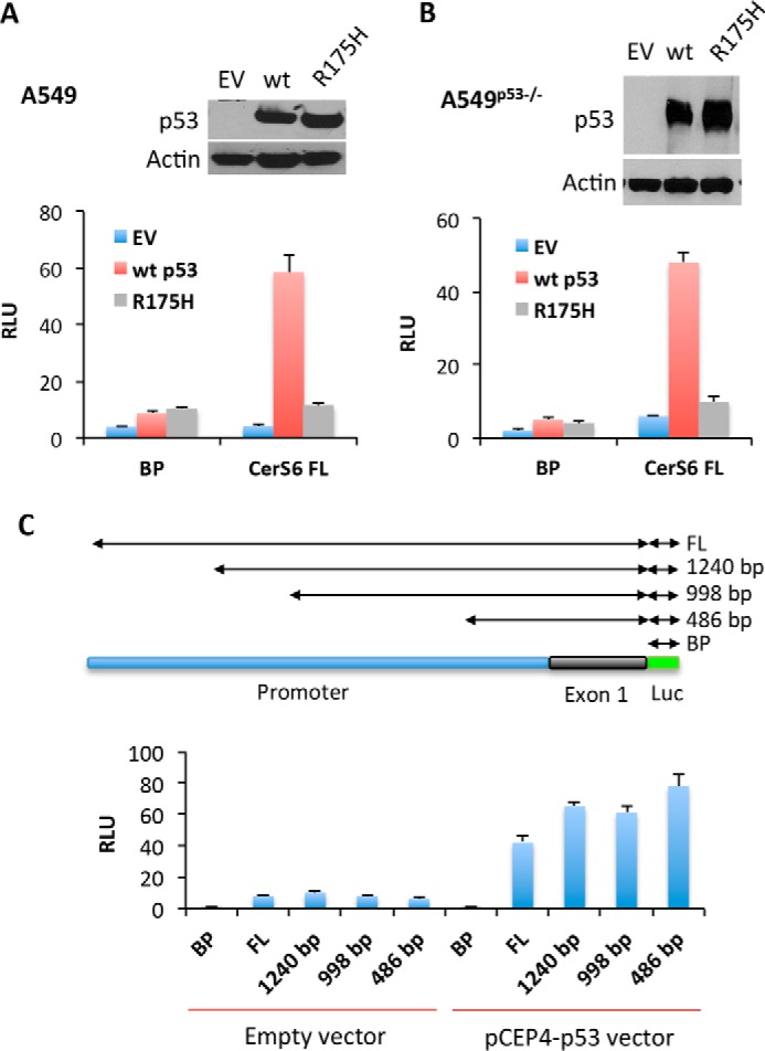 FIGURE 1.