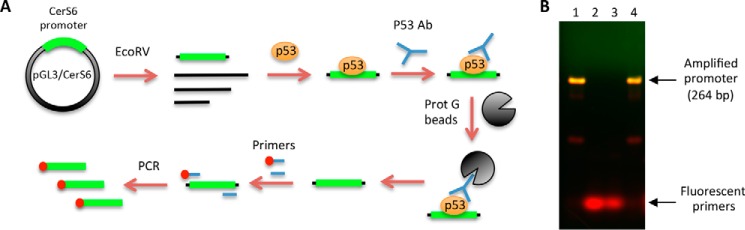 FIGURE 4.