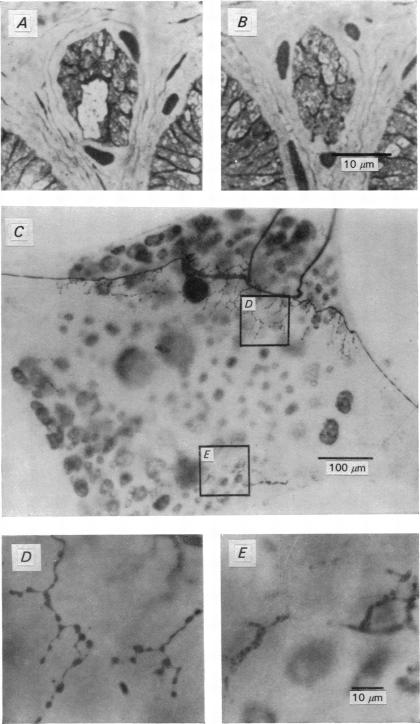 Plate 2