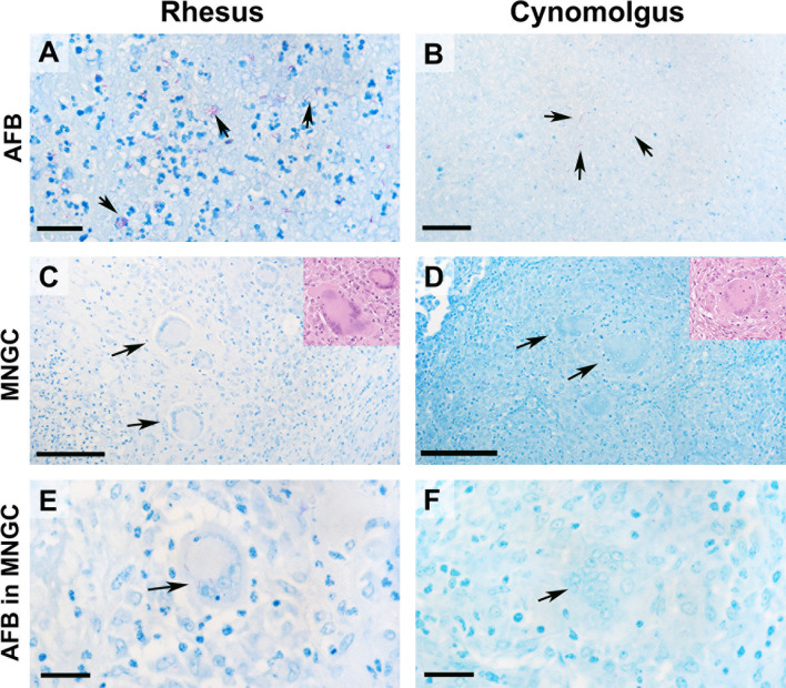 Figure 4