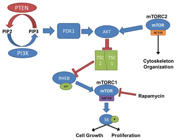 FIGURE 1