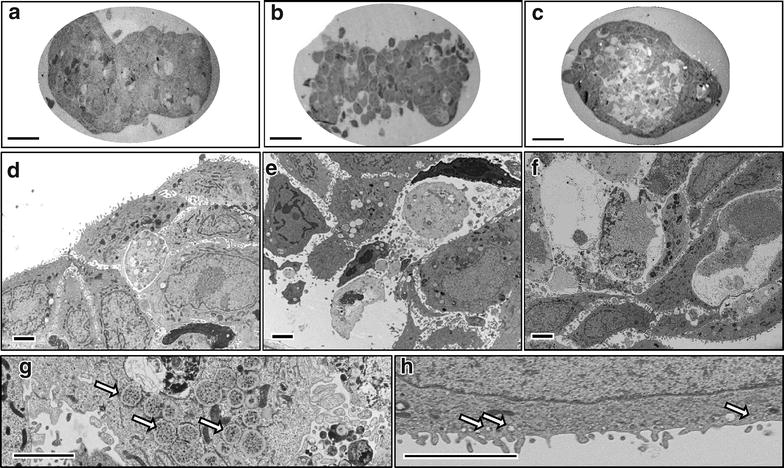 Fig. 8