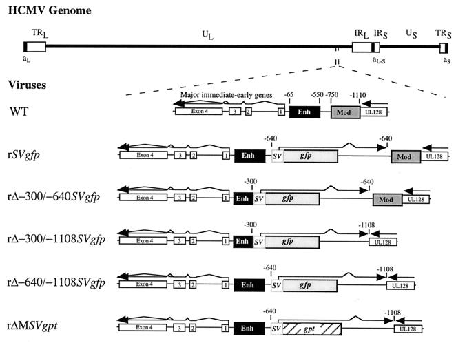 FIG. 1