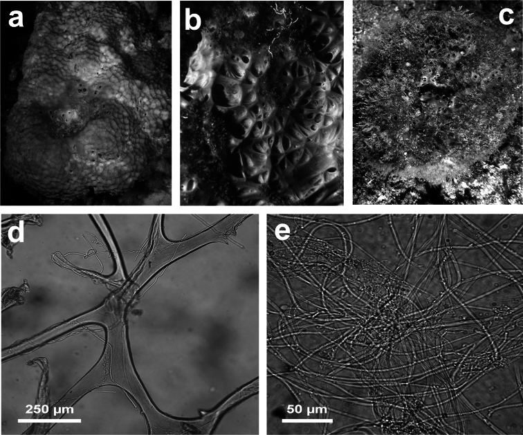 Figure 21