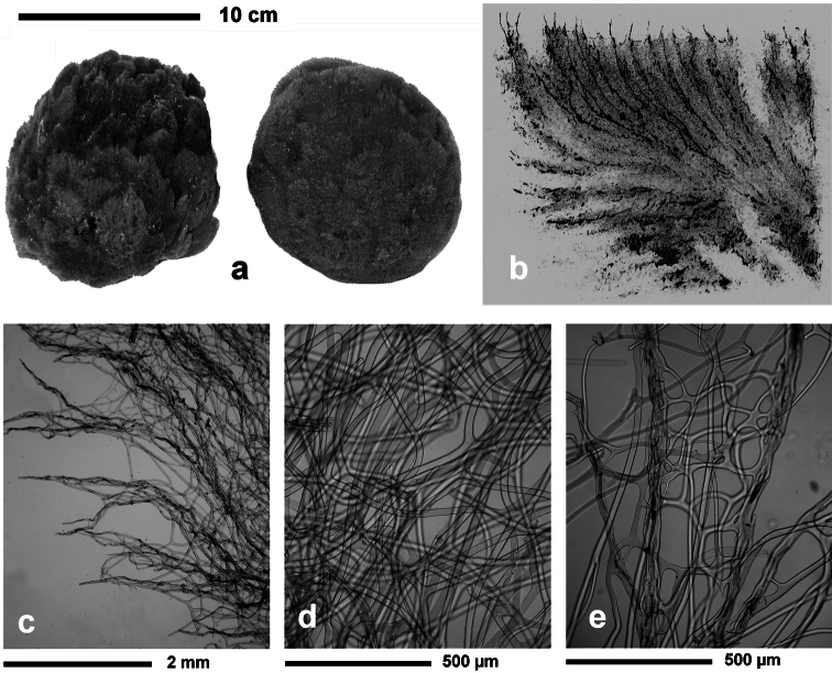 Figure 30