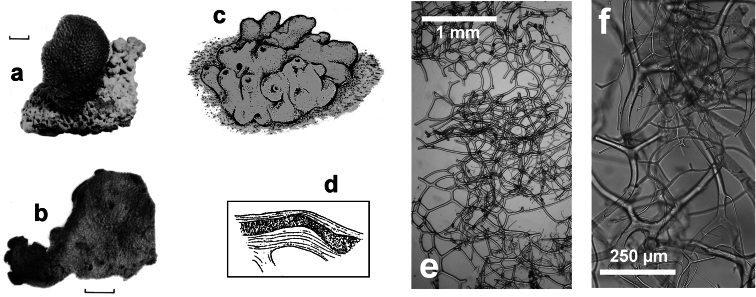 Figure 27