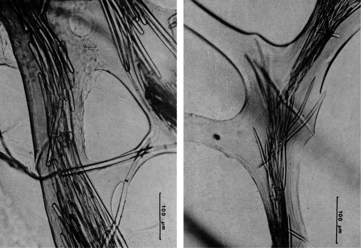 Figure 32