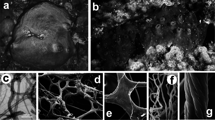 Figure 23