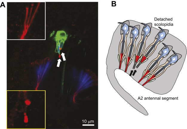 Fig. 4.