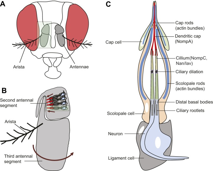 Fig. 1.