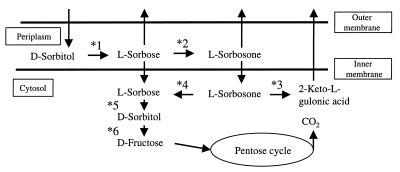 FIG. 1.