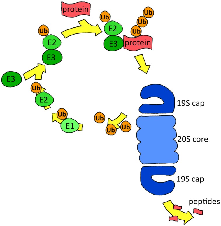 FIGURE 1