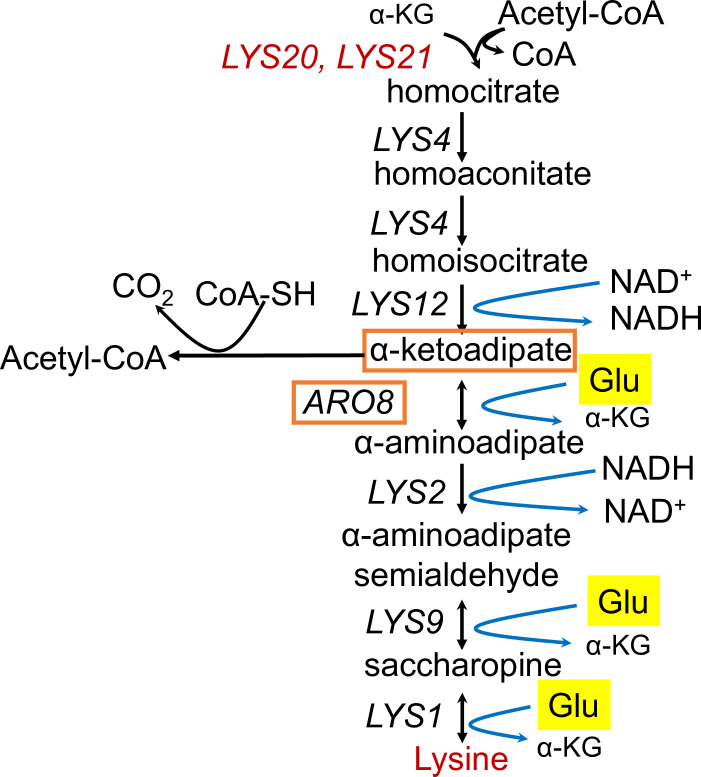 Figure 6—figure supplement 2.