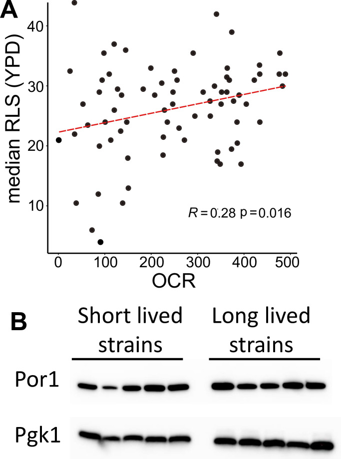 Figure 6—figure supplement 4.