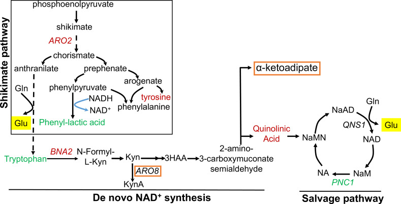 Figure 6—figure supplement 1.