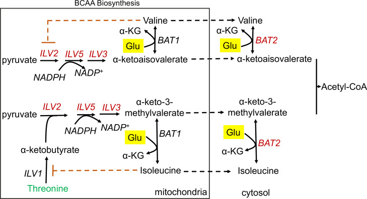 Figure 6—figure supplement 3.