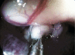 Fig. 2