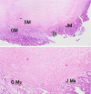 Fig. 9