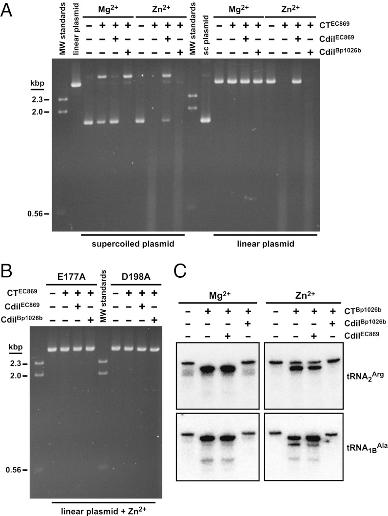 Fig. 5.