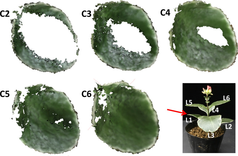 Fig. 7